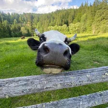 Lodge урочище луг Vorochta